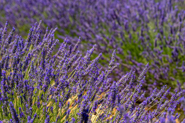 Laveldel Frankreich close up