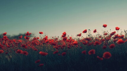 Obraz premium Detailed view of a poppy field with vibrant red flowers swaying in the wind, against a clear sky