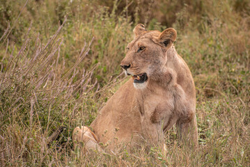Lioness Looks With Open Mouth