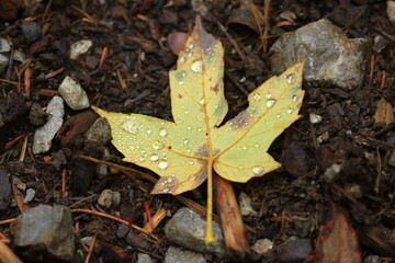Raindrops on leaves on the ground