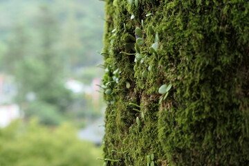 Obraz premium 木と苔