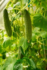 A bunch of ripe green cucumbers hung on branches in a greenhouse in close-up. The concept of growing organic vegetables on your own garden plot