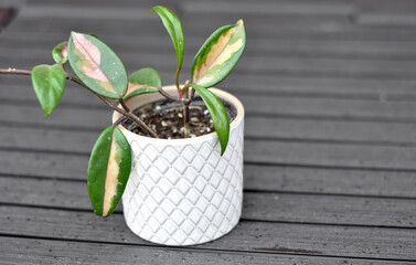 Image of Hoya Carnosa Tricolor houseplant in the white pot on the gray background.