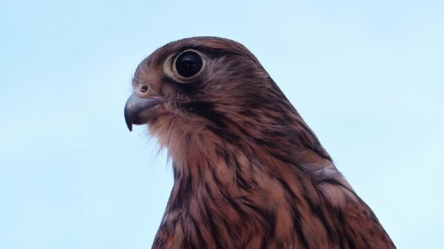 Cernicalo common close-up detail of his head against the sky