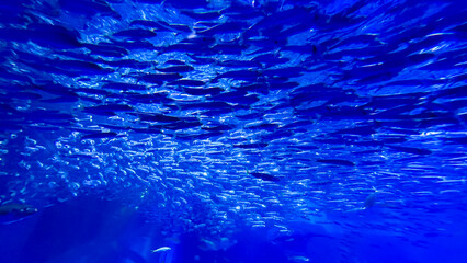 Yokohama Hakkeijima Sea Paradise Aqua Museum