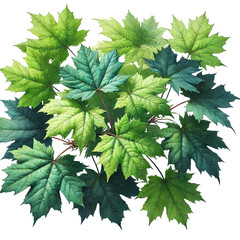 Botanical Watercolor Illustration of Green Maple Leaves Cluster