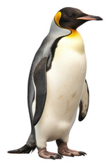 Fototapeta premium PNG Emporer penguin animal bird white background.