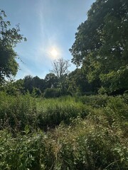 forest in the morning