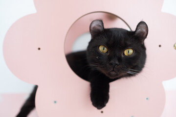 cat sleep on the ground, lovely animal