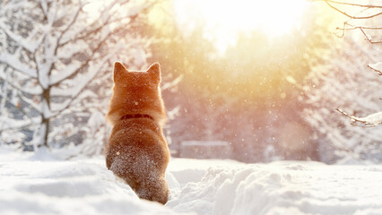 funny Shiba Inu dog in the winter forest