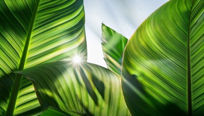 Vibrant Tropical Leaves Shadow Overlay Effect on Bright Background for Nature-Inspired Design Projects