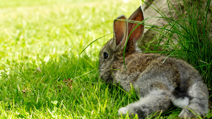 gray cute rabbit on green grass