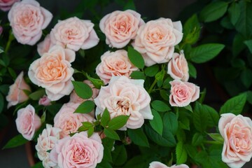 pink roses on a small bush among green leaves in a nursery of garden plants