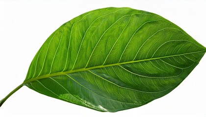 Obraz premium Green leaves Plant isolated