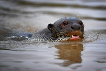 Obraz premium Giant Otter Swimming in the River with Fish in Mouth