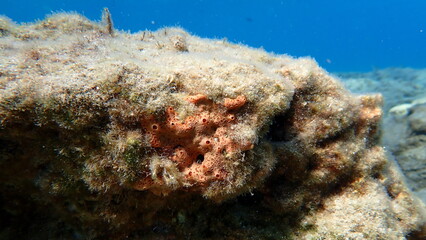 Crater sponge or honeycomb sponge (Hemimycale columella) undersea, Aegean Sea, Greece, Syros island, Azolimnos beach