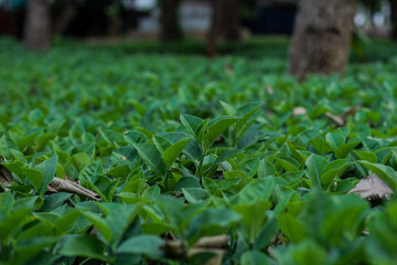 green ornamental plants in the garden