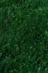 Aerial top view fresh green grass. For use to make background or wallpaper garden or turf