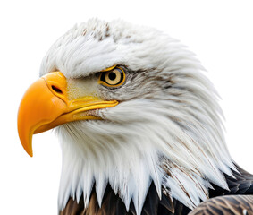 Fototapeta premium PNG American bald eagle portrait animal beak.