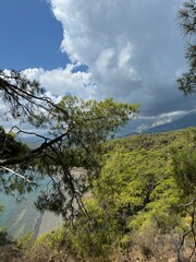 Obraz premium tree on the hill