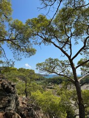 trees in the forest