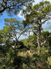 trees in the forest