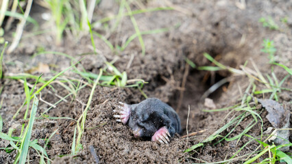 mole in a hole in the garden