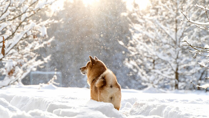 funny Shiba Inu dog in the winter forest