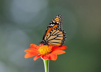 Monarch butterfly on orange Tothonia flower