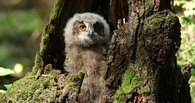 Fluffy owl chick. Beautiful young eurasian eagle owl, Bubo bubo, perched in rotten decayed stump, waiting for feed. Adorable juvenile owl with orange eyes. Wild cub in nature habitat. Wildlife nature.