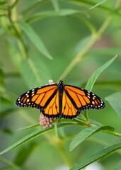 Monarch butterfly on swamp milkweed