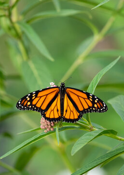 Monarch butterfly on swamp milkweed