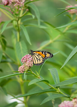 Monarch Butterfly on swamp milkweed in Midwest in the summer