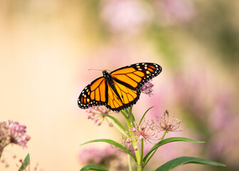 Obraz premium Monarch butterfly on swamp milkweed