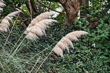 Cortaderia selloana, popularly known as pampas grass. It also grows in Israel and blooms all summer and fall.