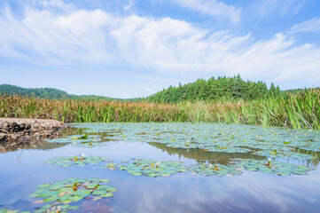 新潟　秋の長嶺大池（柏崎市）