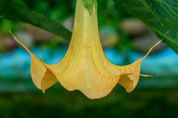 Piękny intensywnie żółty kwiat w ogrodzie, datura, bieluń, Brugmansia suaveolens, rośliny...