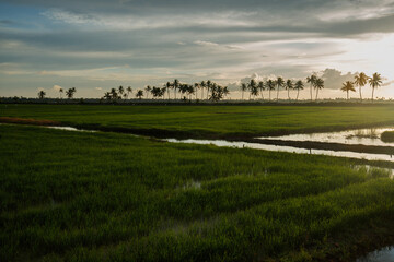 Fototapeta premium landscape with a field and sky