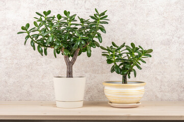 Succulent houseplant Crassula ovata in a pot on a wooden shelf.
