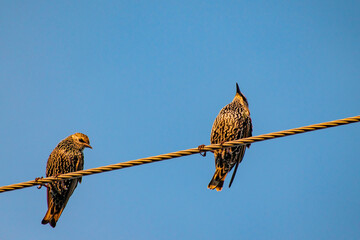 beautiful birds at Axios river