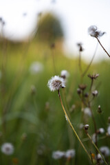 dandelion in a Polish glade © Marcin