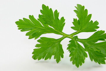 Green and white parsley on white. food fresh healthy concept. a sprig of parsley on a white. a sprig of greens on a white lifestyle with parsley.