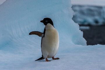 Fototapeta premium Close-up of an Adelie Penguin - Pygoscelis adeliae- standing on an iceberg, near the fish islands, on the Antarctic Peninsula