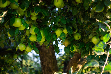 Green apples among the leaves