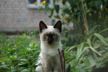 Little cat, kitten, sitting in the grass, outdoor, natural light, Siamese cat
