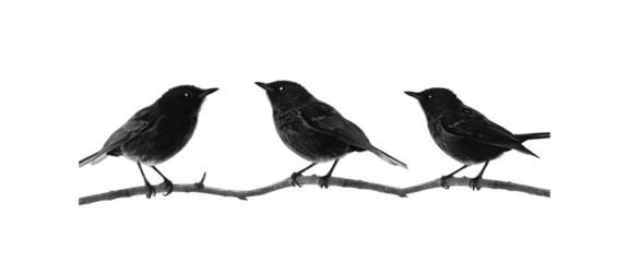Three Birds on a Branch in Black and White
