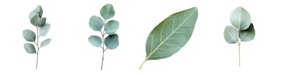 Collection of PNG. Eucalyptus leaf, isolated on a transparency background.