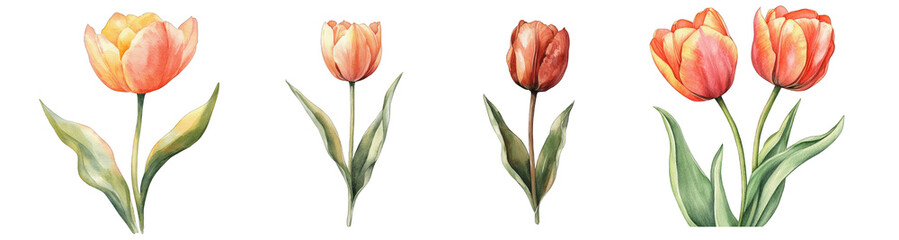 Naklejka premium Collection of PNG. Watercolor tulip painting, isolated on a transparency background.