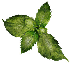 Mint watercolor. Hand drawn plant peppermint on isolated white background. Clip art botanical realism. Ideal for logo and packaging of household chemicals, natural cosmetics and various drinks