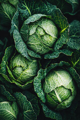 Obraz premium close up of Chinese Cabbages, full frame, food advertising